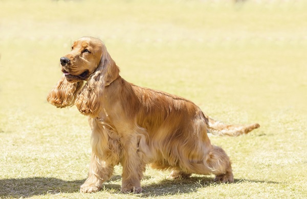 Cuidados com o Cocker Spaniel Inglês