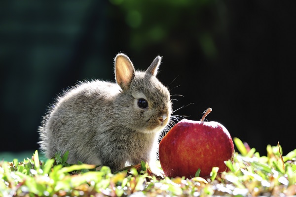 Frutas e vegetais que os coelhos podem comer