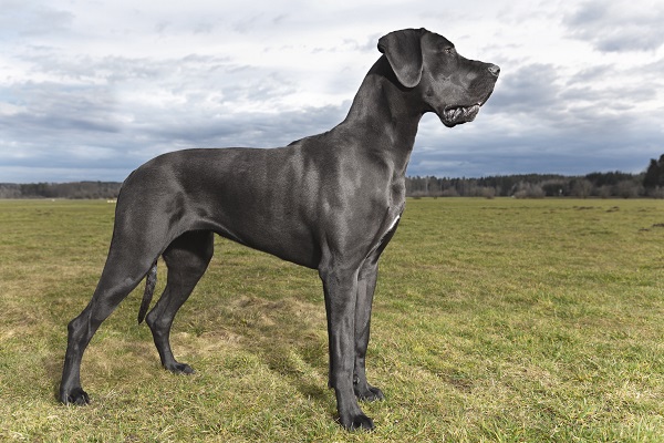 Maior cachorro do mundo: saiba mais sobre os recordistas