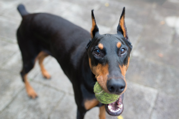 O temperamento do Doberman