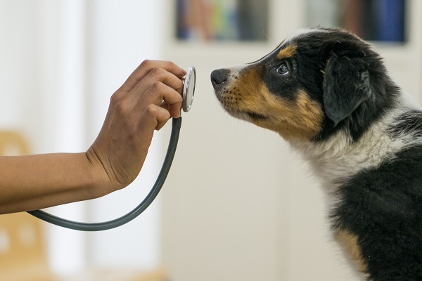 Os perigos da automedicação em cães e gatos