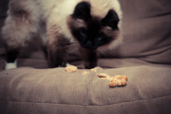 Por que os gatos vomitam bolas de pelo?