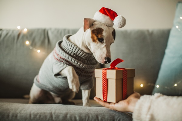 Presentes de Natal para cachorro