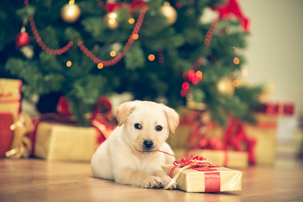 Presentes de Natal para filhotes de cachorro