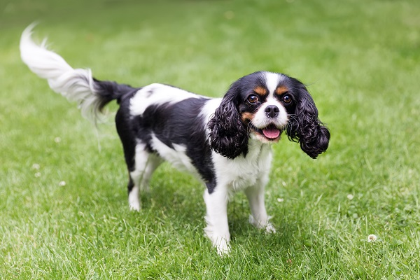 Principais doenças – Cavalier King Charles Spaniel