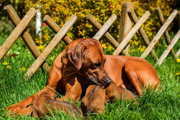 Quanto tempo dura a gestação de um cachorro?