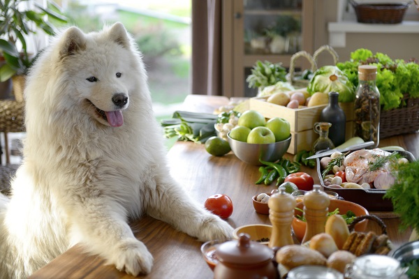 Quatro alimentos ótimos para cachorros