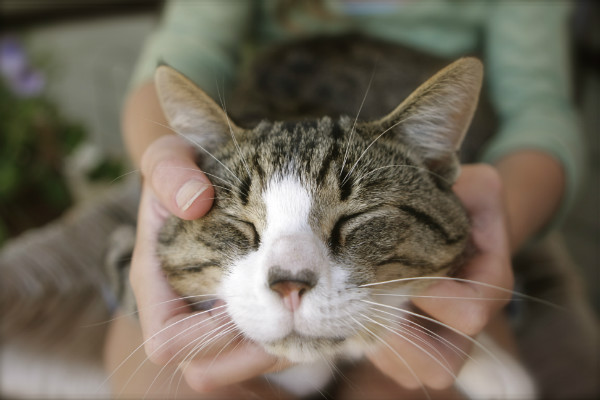 Quatro motivos para manter seu gato em casa durante suas férias