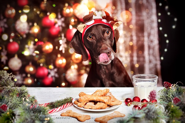 Receita de Natal para seu cachorro