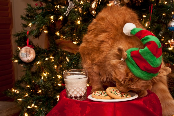 Receita de Natal para seu gato