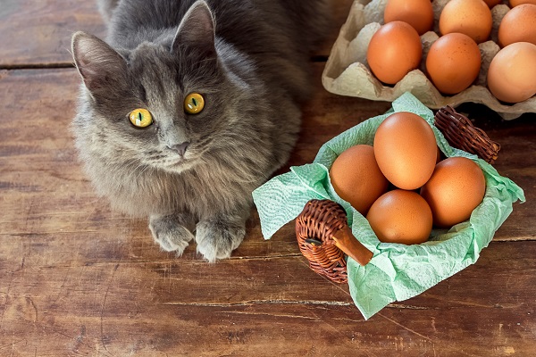 Receita de café da manhã para gatos