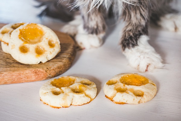 Receita de croutons de atum para gatos