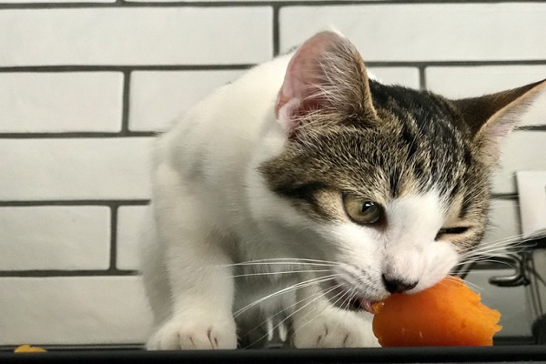 Receita de petisco de cenoura para gatos