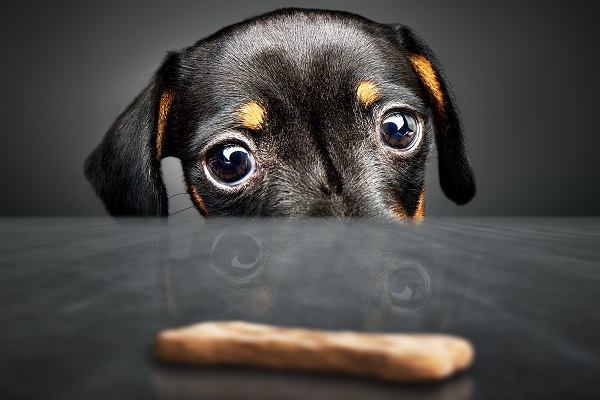 Receita de petisco de coco para cachorro