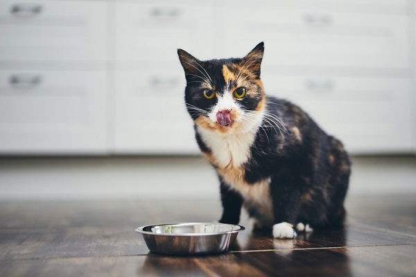 Receita de petisco de fígado de frango para gatos