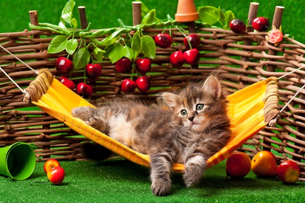 Receita de petisco de fruta para gatos