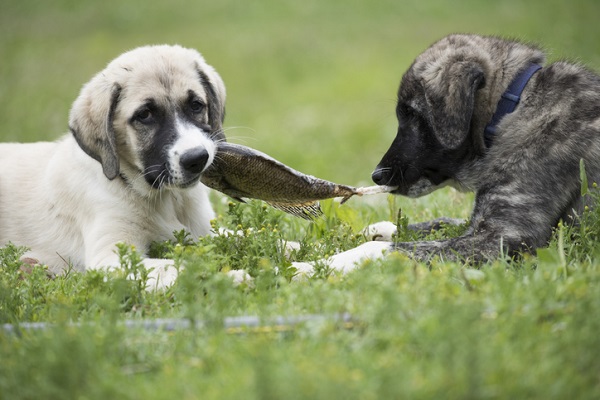 Receita de petisco de peixe para cachorro