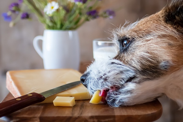 Receita de petisco sabor queijo para cachorro