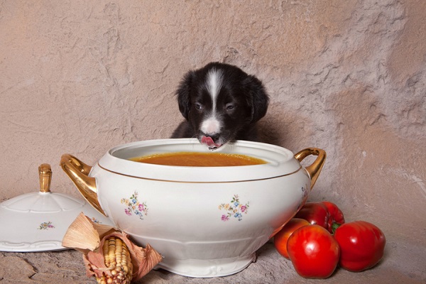 Receita de sopa tailandesa para cachorros