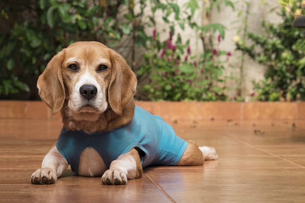 Roupa cirúrgica para cachorro: o que é, quanto tempo usar e como colocar