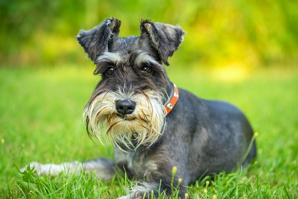 Schnauzer – Principais doenças