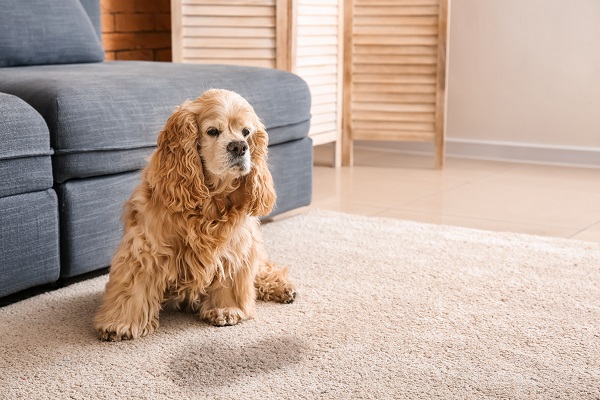 Três motivos para cachorros idosos fazerem xixi dentro de casa