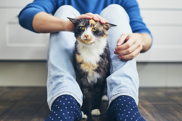 Três problemas comuns de gatos resgatados