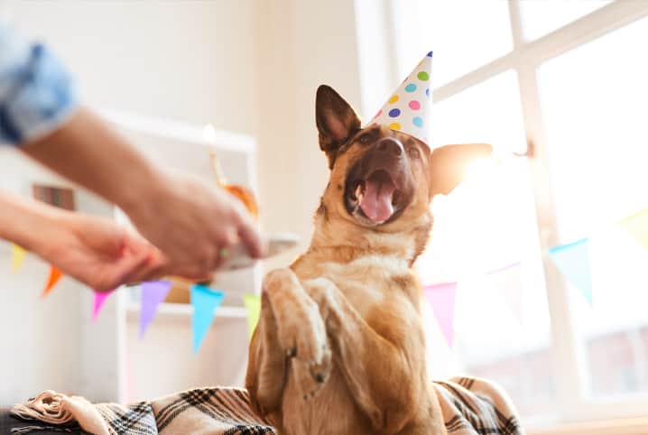 10 dicas para uma inesquecível festa de aniversário para cachorro