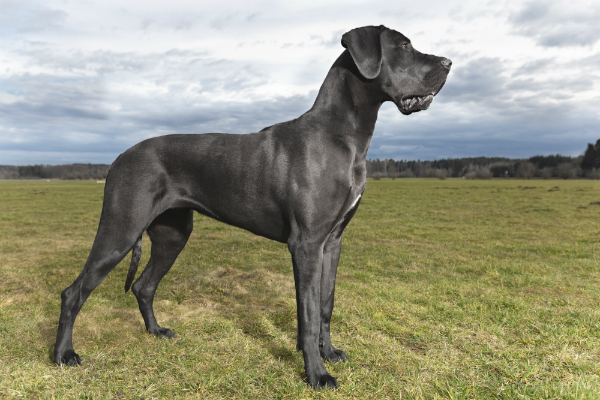 A história da raça Dogue Alemão