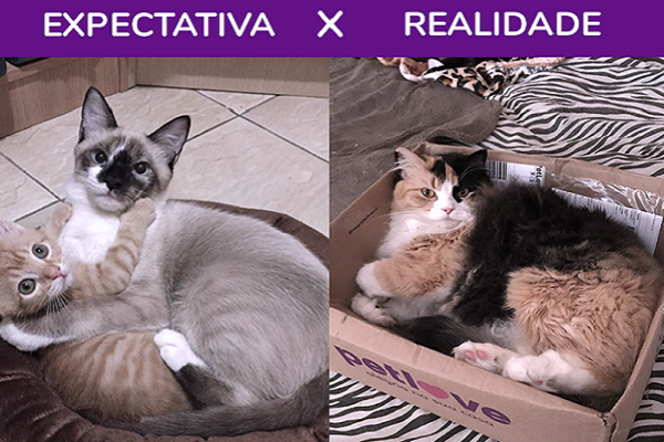 Afinal, por que os gatos amam tanto caixas de papelão?