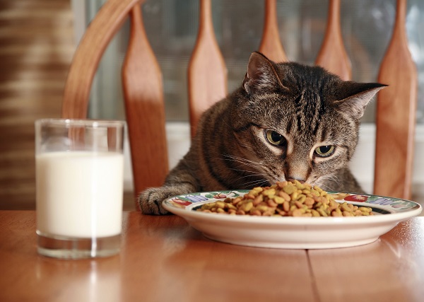 As melhores rações super premium para o seu gato adulto