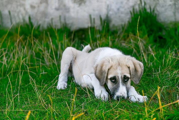 Cachorro picado por abelha: saiba o que fazer