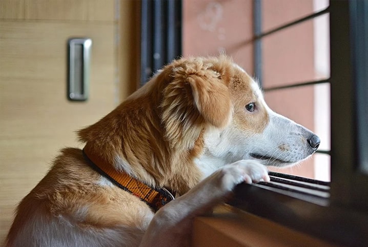 Cachorro pode ficar sozinho o dia todo? É hora de descobrir!