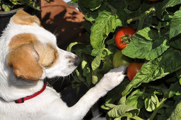 Cachorros podem comer tomate?