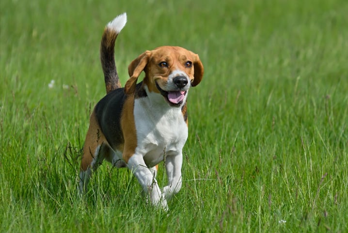 Cães, as raças que mais têm afinidade entre si!