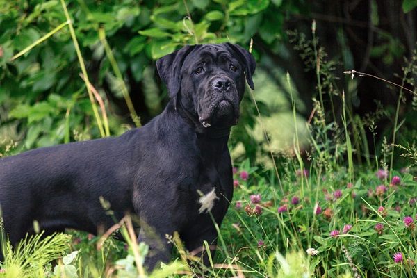 Cane Corso Italiano – Principais doenças