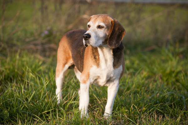 Características do Foxhound Americano