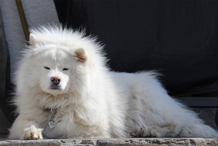 Como desembaraçar pelo de cachorro: acabamos com as dúvidas