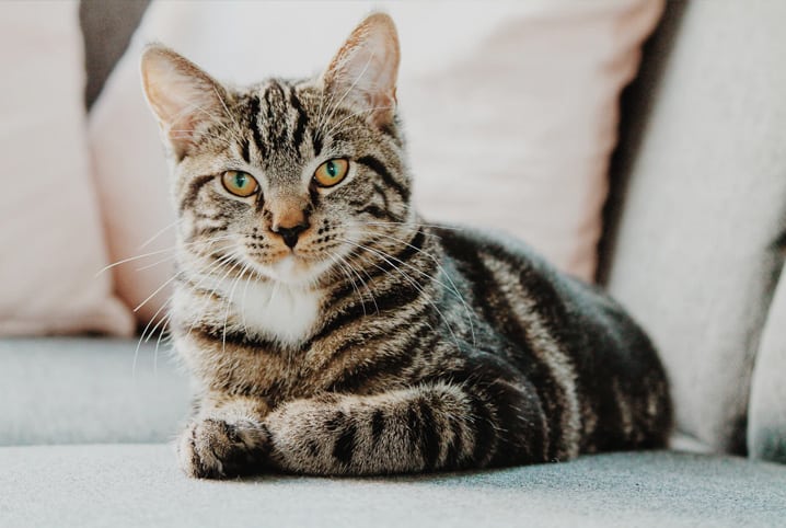 Como saber se o gato é fêmea ou macho? Descubra já!