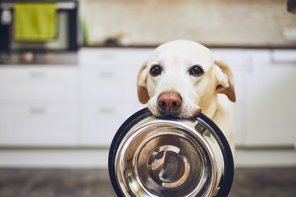 Conheça as rações com melhor custo-benefício para seu cão