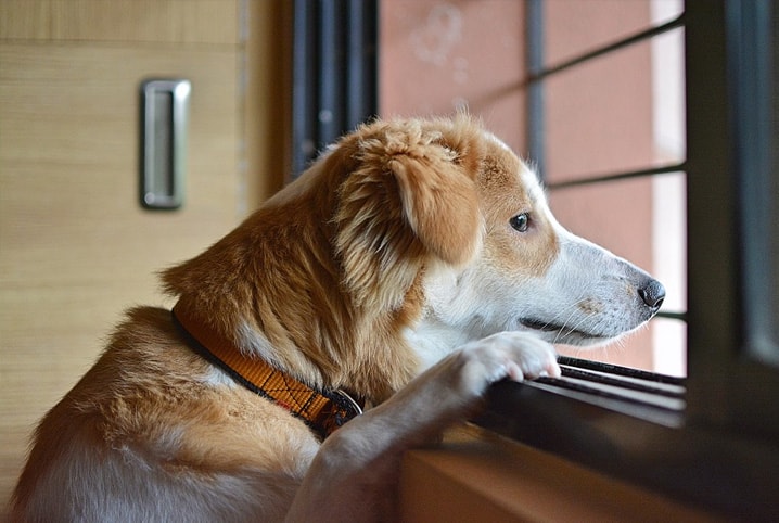 Deixar cachorro sozinho em apartamento: pode ou não?