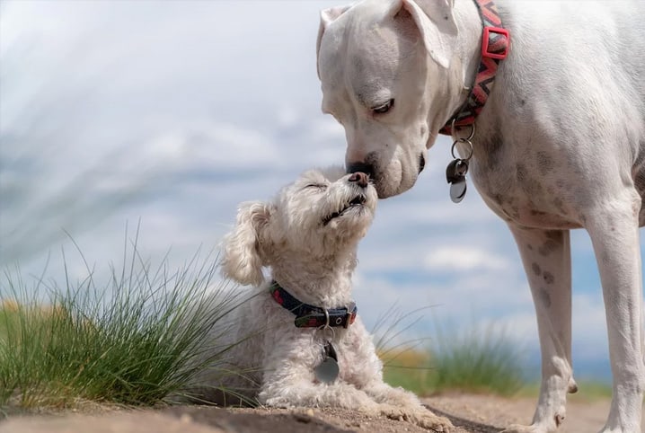 Dicas para tornar dois cachorros amigos