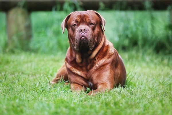 Dogue de Bordeaux – Principais doenças