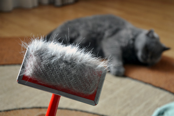 Esses quatro produtos podem ajudar a diminuir a queda de pelo do seu gato