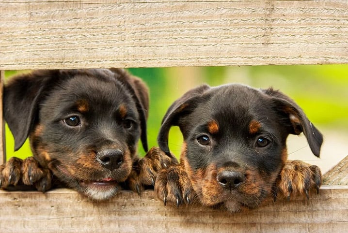 Floral para cães: descubra se ele realmente funciona