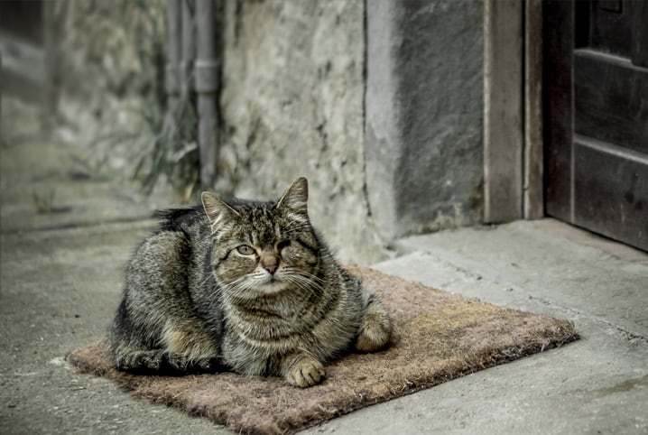 Gato cego: como ajudar um pet com deficiência