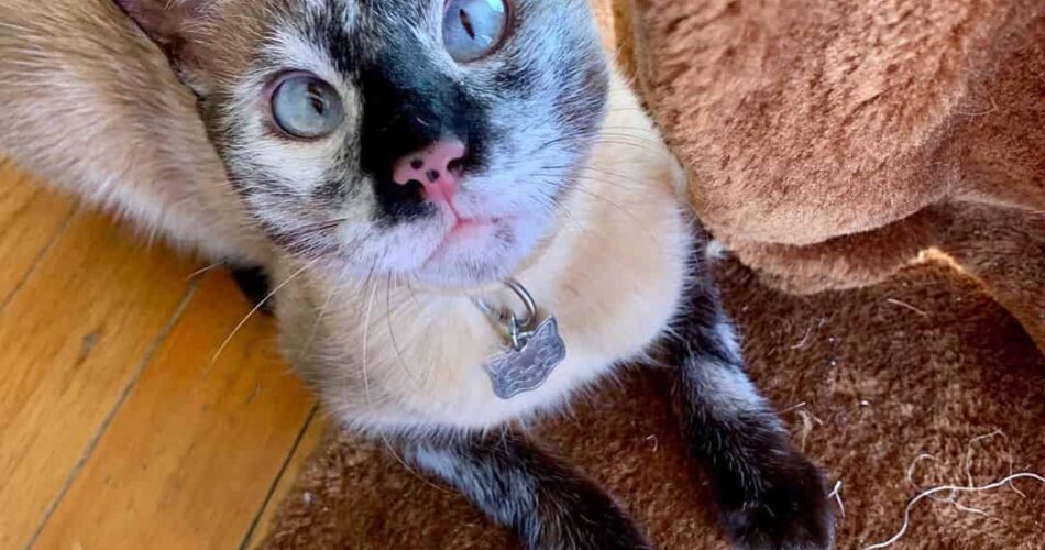 Gato com vitiligo: saiba mais sobre a doença