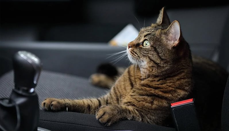 Levar gato para viajar: cuidados com seu pet durante as férias