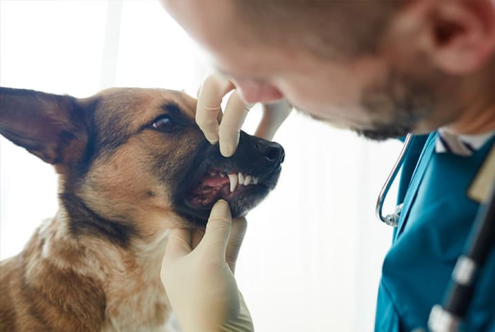 Limpeza de tártaro em cães idosos: quando ela é indicada