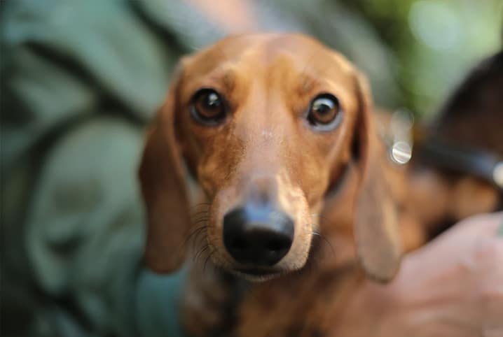 Meu cachorro não está urinando: devo me preocupar?